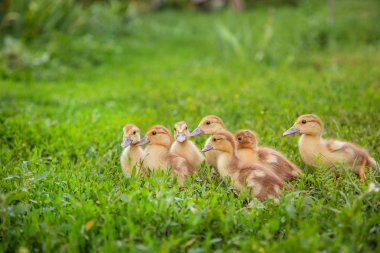 Küçük ördek yavrusu, Evcil hayvan .