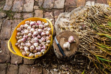 baş sarımsak yakın çekim