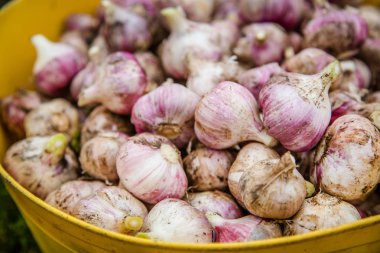 baş sarımsak yakın çekim