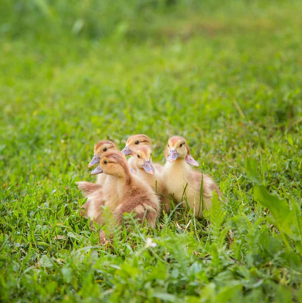 Kleine Entchen, Haustiere . — Stockfoto