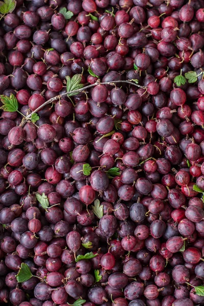 Ripe Fresh Red Gooseberry Garden Growing Organic Berries Close Gooseberry — Stock Photo, Image