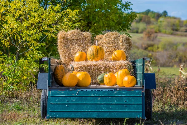 Pumpkin Harvest Organic Vegetables Bright Autumn Colors Background — Stock Photo, Image