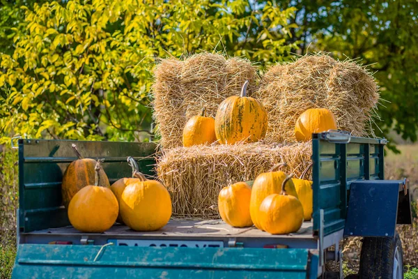 Pumpkin harvest. Organic vegetables. Bright Autumn Colors Background