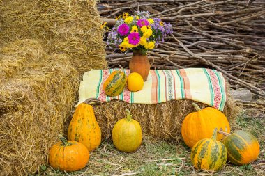 Kabak hasat. Organik sebze. Parlak sonbahar renkleri arka plan