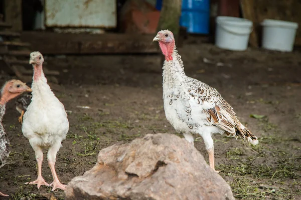 Tacchini Polli Anatre All Aia Individui Adulti Piccoli Animali Domestici — Foto Stock