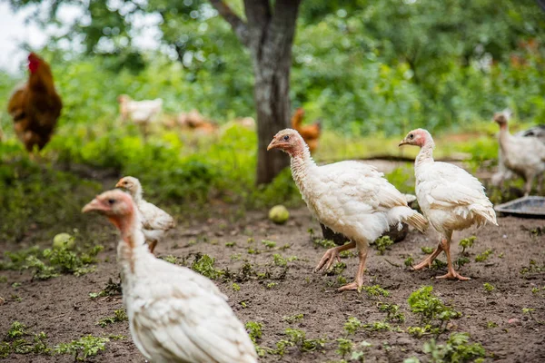 Tacchini Polli Anatre All Aia Individui Adulti Piccoli Animali Domestici — Foto Stock