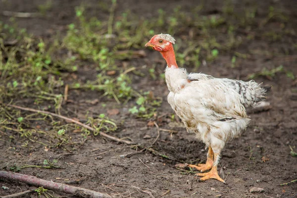 Puten Hühner Enten Auf Dem Hof Erwachsene Einzelpersonen Und Kleine — Stockfoto