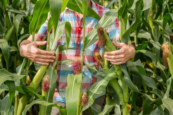 Jonge Aantrekkelijke Man Met Baard Maïskolven Veld Controleren Late Zomer — Stockfoto