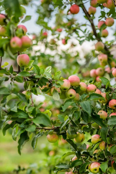 Mele Biologiche Appese Ramo Albero Meleto — Foto Stock