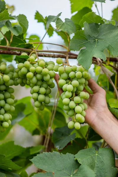 Grüne Trauben Sommerreben Mehrere Trauben Bio Früchte — Stockfoto