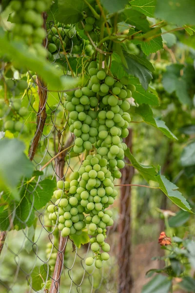 Zielony Winogron Lato Winorośli Wielu Bukiety Organiczne Owoce — Zdjęcie stockowe