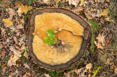 Meşe kesilmiş ağaca kenevir üzerinde bırakır. Sonbahar Orman.