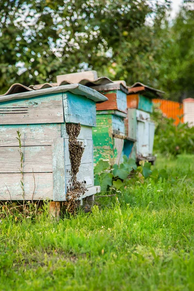 Вулиці Пасіці Бджолами Летять Посадкові Дошки Зеленому Саду Гарячі Дні — стокове фото