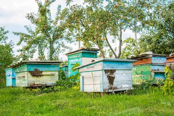 Вулиці Пасіці Бджолами Летять Посадкові Дошки Зеленому Саду Гарячі Дні — стокове фото