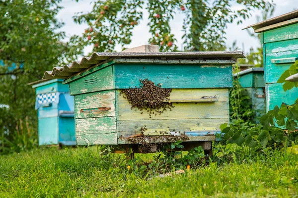 Вулиці Пасіці Бджолами Летять Посадкові Дошки Зеленому Саду Гарячі Дні — стокове фото