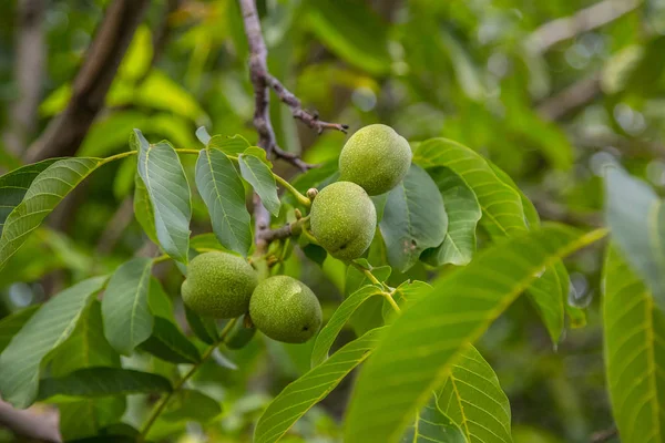 Zöld Gyümölcsök Mandzsúriai Anyát Egy Ágon Körülvéve Zöld Lomb Egy — Stock Fotó