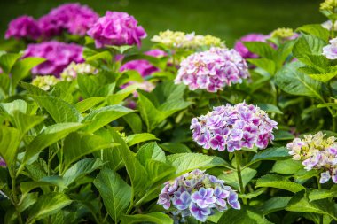 Bahçe, çiçek bahçesi, çiçekli ortanca Bahçe. Doğa