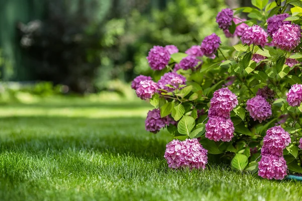 Gartenarbeit Blumengarten Blühende Hortensien Garten Natur — Stockfoto