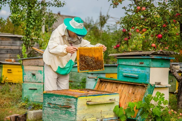 A beekeeper with a bee colony inspects. — Stock Photo, Image