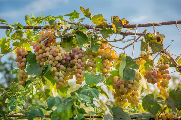 Kiść winogron na winorośli w promieniach słońca. Hodowców winogrona na winorośli. — Zdjęcie stockowe