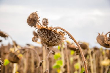 Alan olgunlaşmış ayçiçeği, tohum hasat hazır. Sonbaharda hasat. Çiftçi alan.