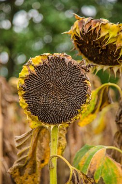 Alan olgunlaşmış ayçiçeği, tohum hasat hazır. Sonbaharda hasat. Çiftçi alan.