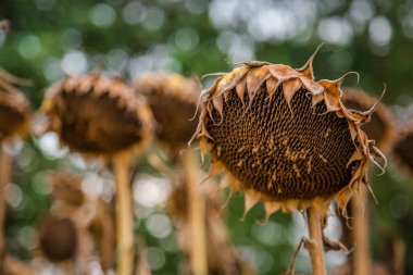 Alan olgunlaşmış ayçiçeği, tohum hasat hazır. Sonbaharda hasat. Çiftçi alan.