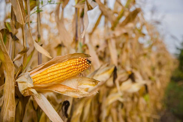 Landbouwgebied Waarop Groeien Veranderen Kleur Van Rijpe Maïs Foto Van — Stockfoto