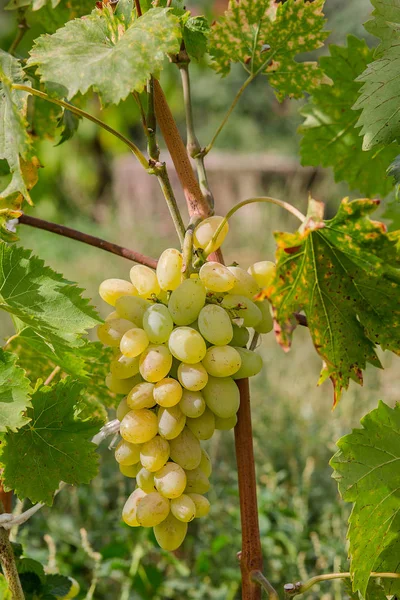 Winorośl Podczas Zbiorów Dojrzałych Winogron Ogrodzie Uprawy Organiczne Owoce — Zdjęcie stockowe
