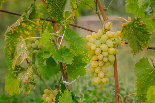 Winorośl Podczas Zbiorów Dojrzałych Winogron Ogrodzie Uprawy Organiczne Owoce — Zdjęcie stockowe