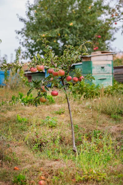 Apel Pohon Kebun Pohon Muda Budidaya Buah Organik — Stok Foto