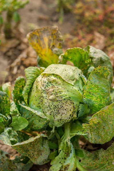 Cabbage eaten by aphids and pests. Loss of agricultural crop yield.
