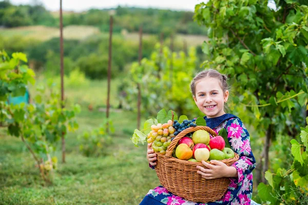 Una niña con una cesta, con manzanas rojas y uvas  . —  Fotos de Stock