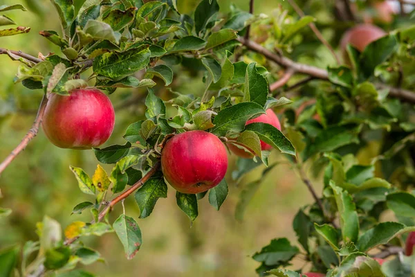 Яблоки на дереве в саду. Молодое дерево . — стоковое фото