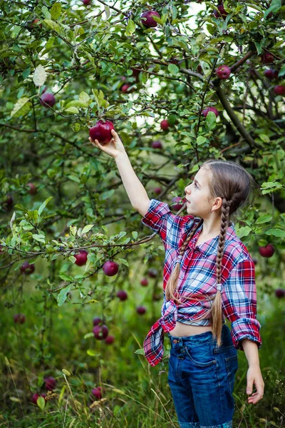 Gadis Cantik Dengan Apel Organik Kebun Konsep Panen — Stok Foto