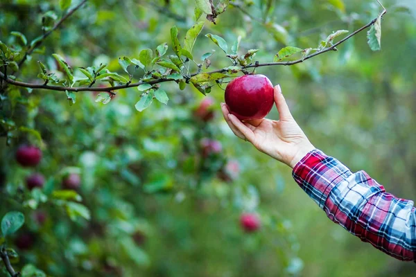 Beautiful Girl Organic Apple Garden Concept Harvest — Stock Photo, Image