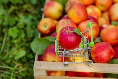 Yakın çekim, seçici odak kırmızı elma kırmızı elma arka plan üzerinde mini bir alışveriş sepeti. kopya veya metin alanı, bir süpermarket kavramı ile alan.