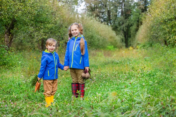 Erkek ve kız için bahçede, hasat büyük bir sepet içinde: havuç, pancar, maydanoz. Günbatımı