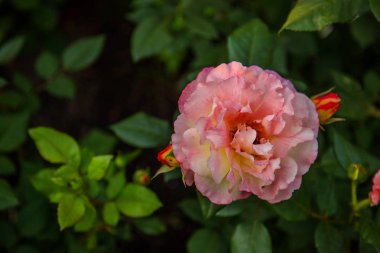 Pembe ve beyaz peonies pembe bir arka plan üzerinde. Pembe peonies. Çiçek ve metnin altında yer ile antika arka plan. Yukarıdan görüntülemek