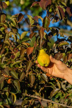 El ulaşan bir armut ağacına için. Bahçede sonbaharda hasat.