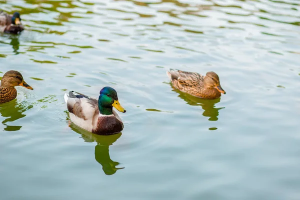 Samec Samice Divoké Kachny Plavat Rybníku Zelenou Vodou Při Hledání — Stock fotografie