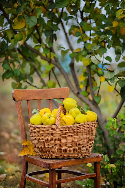 Basket Full Home Grown Quince Garden Autumn Harvest — Stock Photo, Image