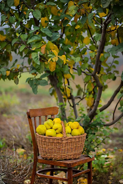 Cesta Llena Membrillo Cultivado Casa Jardín Cosecha Otoño — Foto de Stock