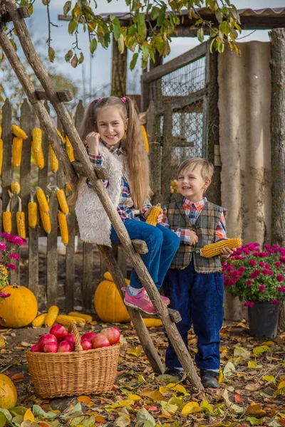 秋天在农场里收集苹果 孩子们在篮子里收集水果 孩子们的户外乐趣 南瓜的秋收 — 图库照片
