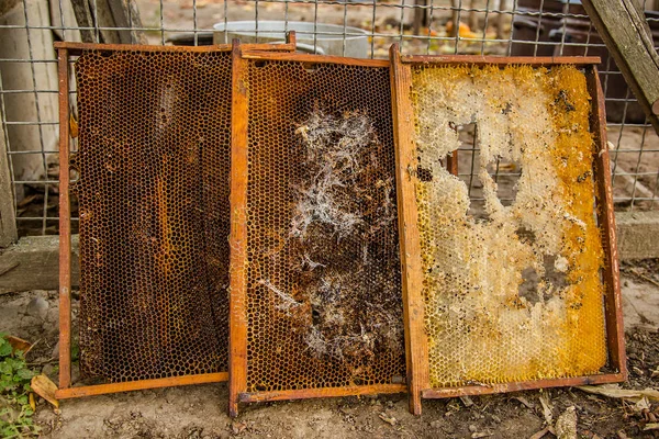 Moldura de ninhada velha cultivada da colmeia de abelhas com túneis de traça de cera e correias . — Fotografia de Stock