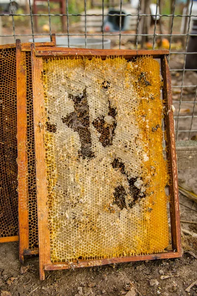 Moldura de ninhada velha cultivada da colmeia de abelhas com túneis de traça de cera e correias . — Fotografia de Stock
