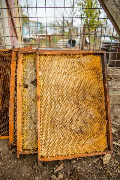 Wybrakowanych stary ramki czerwia z ula pszczół z mola woskowego tunele i taśmy. — Zdjęcie stockowe