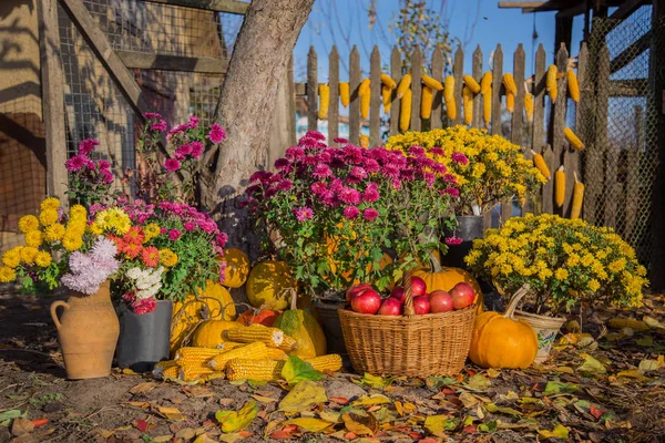 Herbstkomposition mit Chrysanthemenblüten, Kürbissen, Äpfeln im Weidenkorb, Keramiktöpfen, im Freien. — Stockfoto