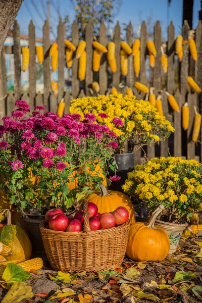 Herbstkomposition mit Chrysanthemenblüten, Kürbissen, Äpfeln im Weidenkorb, Keramiktöpfen, im Freien. — Stockfoto