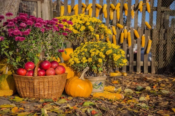 Herbstkomposition mit Chrysanthemenblüten, Kürbissen, Äpfeln im Weidenkorb, Keramiktöpfen, im Freien. — Stockfoto